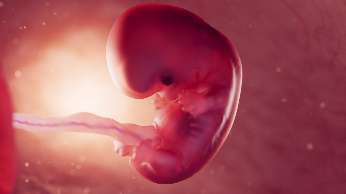 Der Embryo ist über die Nabelschnur mit der Mutter verbunden